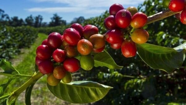 Giá cà phê hôm nay 16/10: Giá cà phê trong nước xuống dưới 45.000 đồng/kg