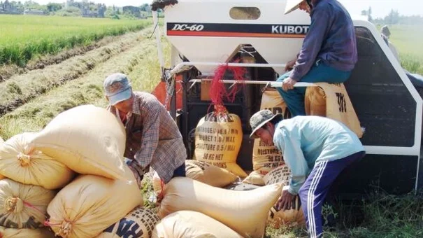Giá lúa gạo hôm nay 17/10: Thị trường lúa gạo sôi động trở lại