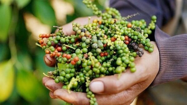 Giá tiêu hôm nay 17/10: Dao động 59.500