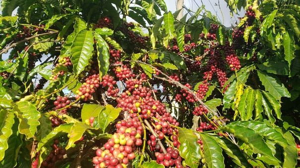 Giá cà phê hôm nay 17/10: Giá cà phê trong nước cao nhất 45.000 đồng/kg
