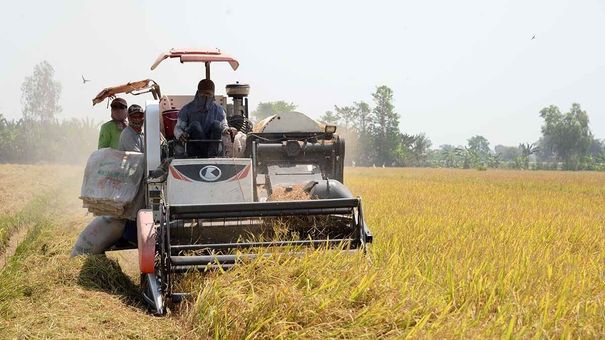 Giá lúa gạo hôm nay 18/10: Điều chỉnh tăng với mặt hàng gạo nguyên liệu, thành phẩm