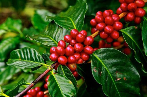 Giá cà phê hôm nay 18/10: Giá cà phê thế giới tiếp tục lao dốc