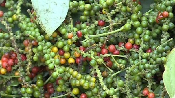 Giá tiêu hôm nay 19/10: Dư địa xuất khẩu lớn, giá tiêu liệu có lấy lại đỉnh