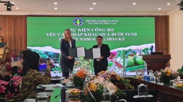 Bưởi Việt Nam chính thức được Mỹ cấp phép nhập khẩu