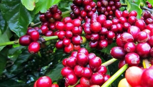 Giá cà phê hôm nay 20/10: Giá cà phê trong nước dao động từ 44.300