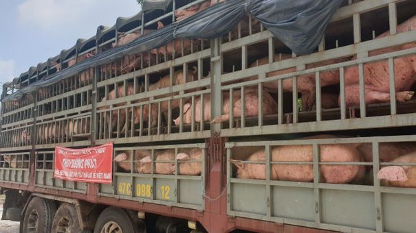 Giá heo hơi tiếp tục giảm mạnh, giải pháp nào để bù lỗ cho người chăn nuôi?