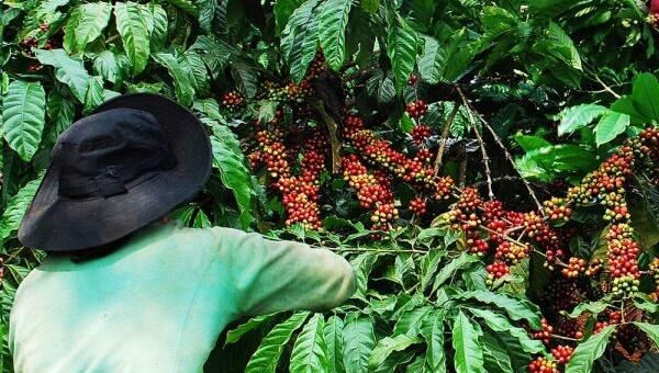 Giá cà phê hôm nay 21/10: Giá cà phê trong nước cao nhất 43.700 đồng/kg