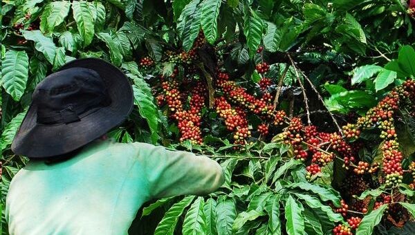 Giá cà phê hôm nay 21/10: Giá cà phê trong nước cao nhất 43.700 đồng/kg