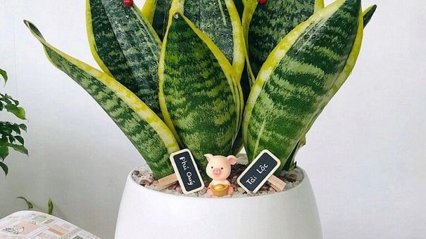 Những loại cây dân công sở săn lùng vì mang lại may mắn