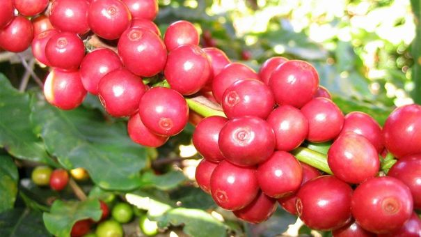 Giá cà phê hôm nay 22/10: Giá cà phê biến động trái chiều trên hai sàn thế giới