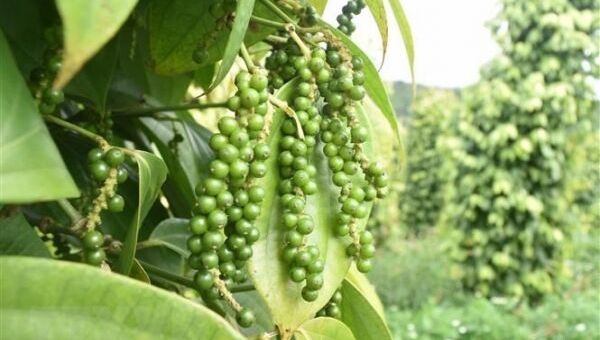 Giá tiêu hôm nay 22/10: Giảm 500 đồng/kg