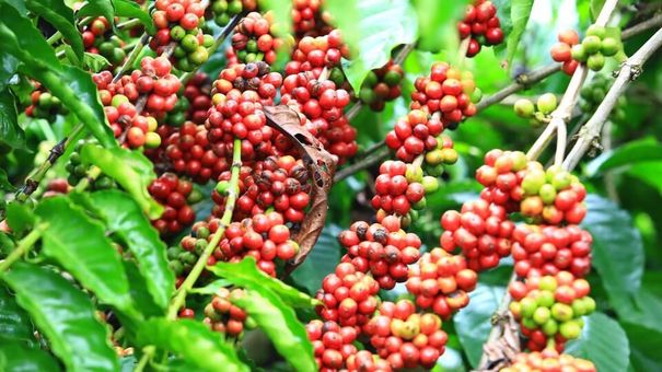 Giá cà phê hôm nay 23/10: Thị trường trong nước giảm 600 đồng/kg so với hôm qua