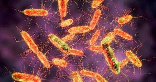 Cảnh báo vi khuẩn Salmonella trong thực phẩm gây nguy hiểm cho sức khỏe và cách phòng tránh