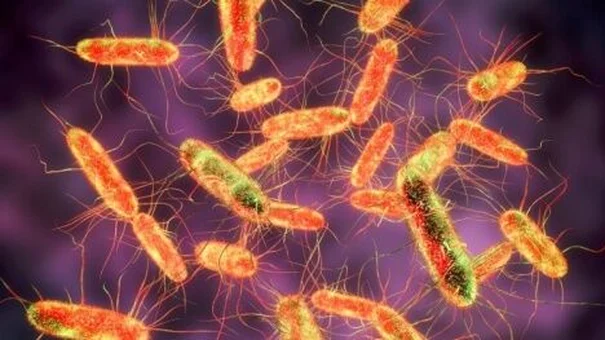 Cảnh báo vi khuẩn Salmonella trong thực phẩm gây nguy hiểm cho sức khỏe và cách phòng tránh