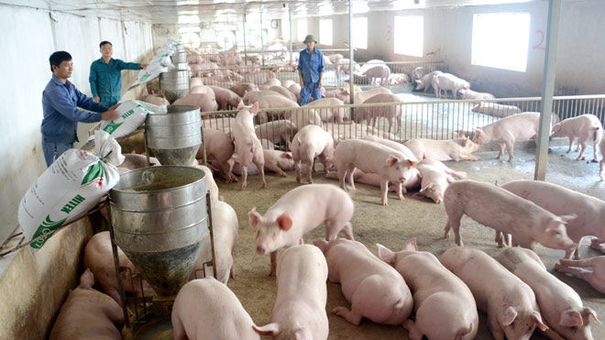 Giá heo hơi hôm nay 24/10: Tiếp tục đi ngang trong ngày đầu tuần