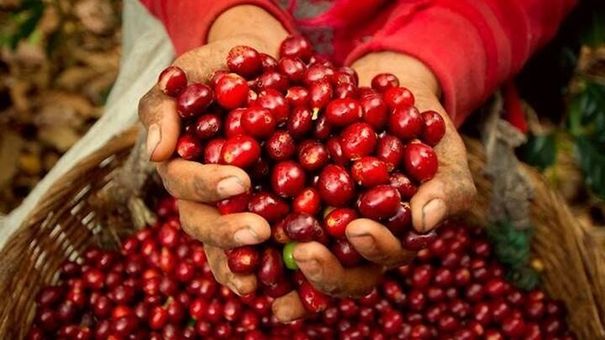Giá cà phê hôm nay 24/10: Giá cà phê trong nước dao động từ 43.200