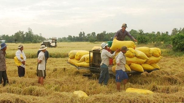 Giá lúa gạo hôm nay 24/10: Thị trường giao dịch sôi động