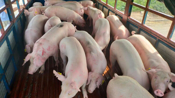 Giá heo hơi hôm nay 25/10: Giảm từ 1.000 đồng/kg đến 3.000 đồng/kg