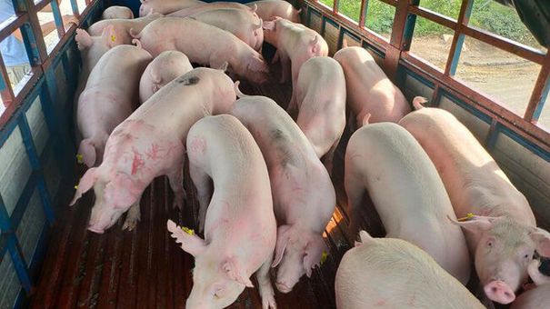 Giá heo hơi hôm nay 25/10: Giảm từ 1.000 đồng/kg đến 3.000 đồng/kg