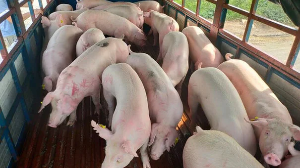 Giá heo hơi hôm nay 25/10: Giảm từ 1.000 đồng/kg đến 3.000 đồng/kg