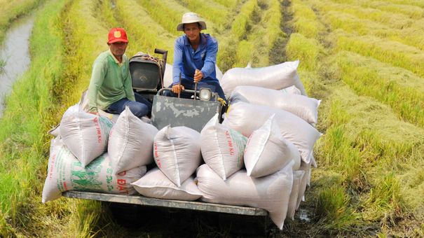 Giá lúa gạo hôm nay 25/10: Điều chỉnh tăng mạnh với nhiều mặt hàng lúa