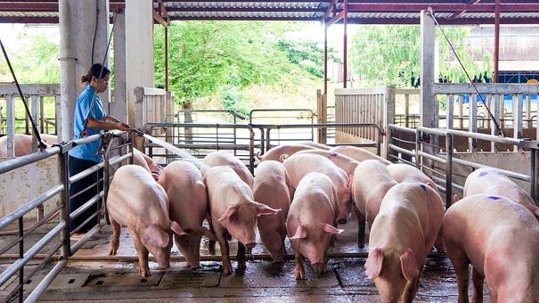 Giá heo hơi hôm nay 26/10: Tiếp tục giảm tại nhiều địa phương