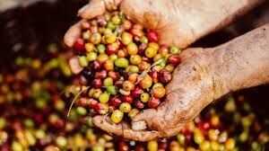 Giá cà phê hôm nay 26/10: Thị trường trong nước giảm 600 đồng/kg so với hôm qua