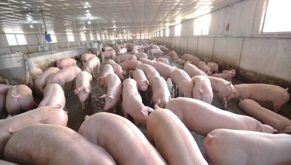 Giá heo hơi hôm nay 27/10: Tiếp đà giảm từ 1.000 - 2.000 đồng/kg