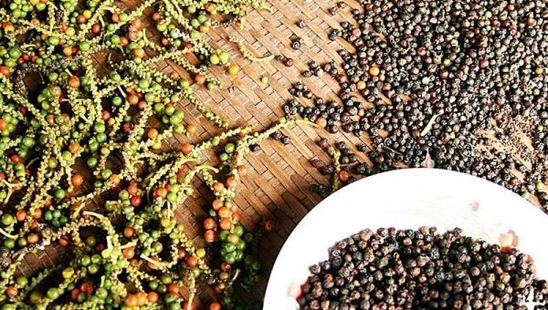 Giá tiêu hôm nay 27/10: Giá tiêu có thể giảm tới vụ mùa 2023
