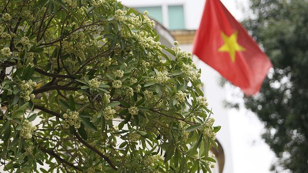 Tái phát cơn hen, viêm mũi dị ứng mùa hoa sữa