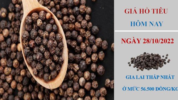 Giá hồ tiêu hôm nay 28/10/2022: Tiếp tục không có thay đổi