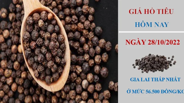 Giá hồ tiêu hôm nay 28/10/2022: Tiếp tục không có thay đổi