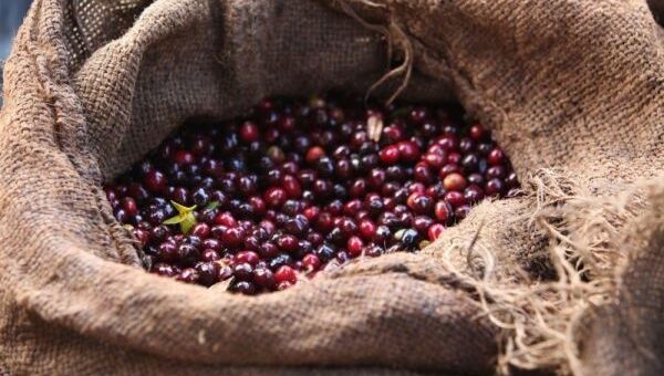 Giá cà phê hôm nay 28/10: Giá cà phê trong nước cao nhất 41.500 đồng/kg