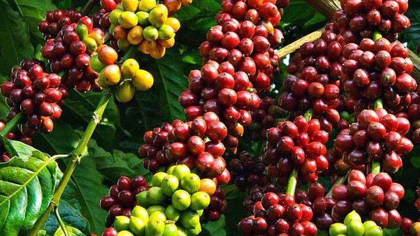 Giá cà phê hôm nay 29/10: Xu hướng hỗn hợp trên 2 sàn thế giới