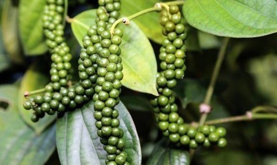 Giá tiêu hôm nay 3/10: Cao nhất tại Bà Rịa Vũng Tàu
