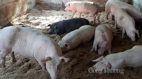 Giá heo hơi hôm nay 3/10: Tăng nhẹ 1.000 – 2.000 đồng/kg tại một vài địa phương