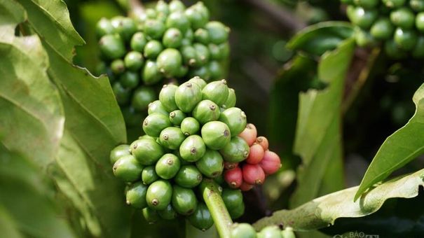 Giá cà phê hôm nay 3/10: Giá cà phê trong nước từ 46.100 – 46.500 đồng/kg