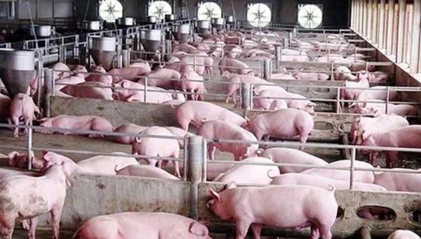 Giá heo hơi hôm nay 31/10: Giảm nhẹ 1.000 đồng/kg