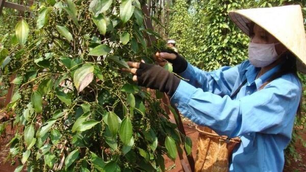 Giá tiêu hôm nay 31/10: Duy trì ổn định tại các vùng trồng trọng điểm