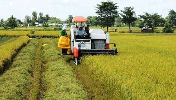 Giá lúa gạo hôm nay 31/10: Giá lúa gạo neo ở mức cao