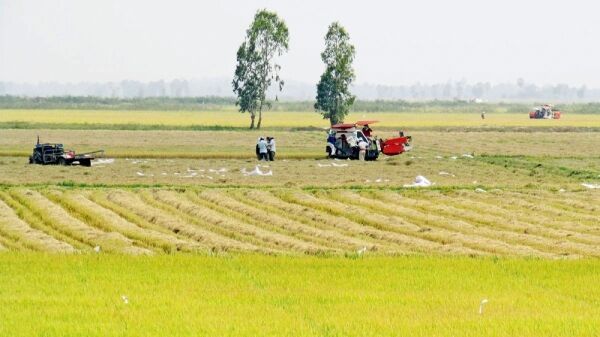Giá lúa gạo hôm nay 4/10: Giá lúa gạo tăng 100 đồng/kg