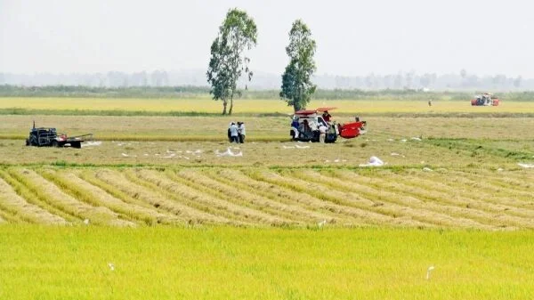 Giá lúa gạo hôm nay 4/10: Giá lúa gạo tăng 100 đồng/kg