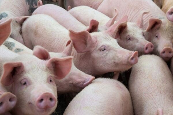 Giá heo hơi hôm nay 4/10: Ghi nhận mức tăng cao nhất 3.000 đồng/kg