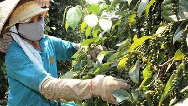 Giá tiêu hôm nay 4/10: Tiếp đà giảm, giá tiêu trong nước về mốc 60.000 đồng/kg