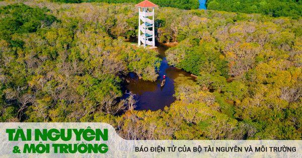 Rừng ngập mặn nổi tiếng xứ Huế đẹp mê hồn vào mùa thu
