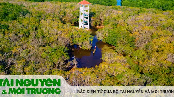 Rừng ngập mặn nổi tiếng xứ Huế đẹp mê hồn vào mùa thu