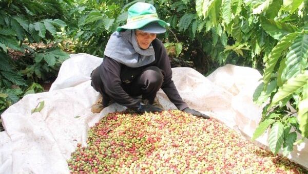 Giá cà phê hôm nay 5/10: Giá cà phê trong nước dao động ở mức 46.500