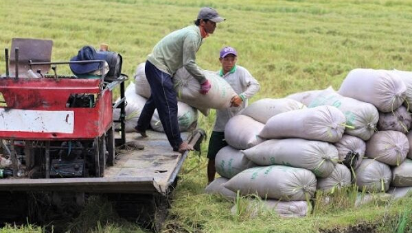Giá lúa gạo hôm nay 5/10: Giá gạo xuất khẩu tăng 5 USD/tấn