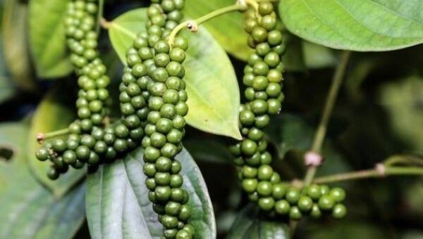 Giá tiêu hôm nay 6/10: Thị trường đón nhận tín hiệu tích cực