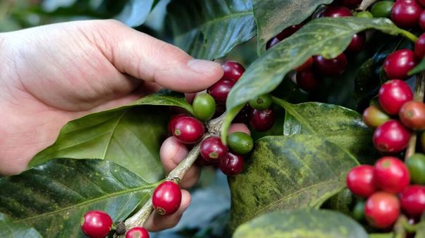 Giá cà phê hôm nay 7/10: Giá cà phê trong nước tăng nhẹ